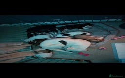 Mixed Breed dogs for sale: Husky mix puppies. Ready to leave! - Image 7