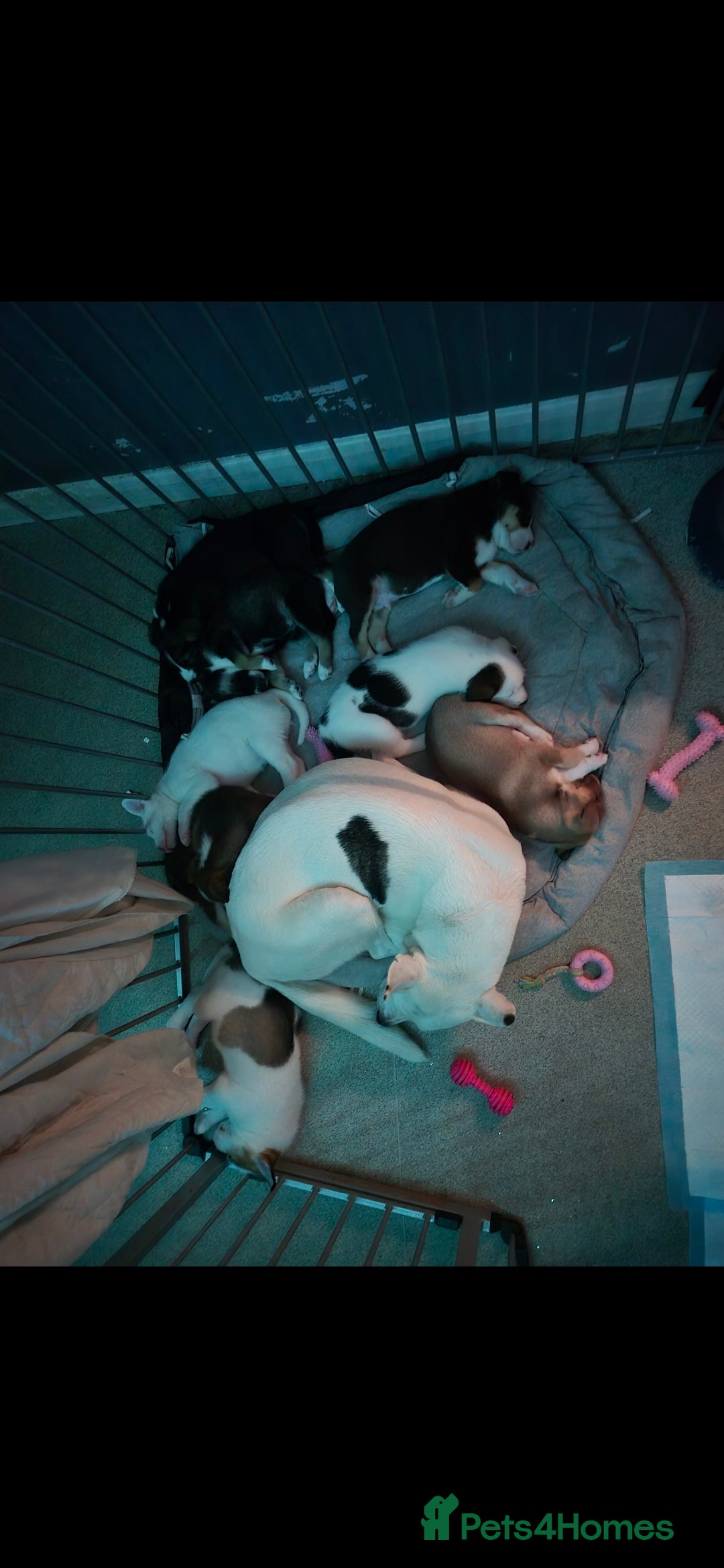 Mixed Breed dogs for sale: Husky mix puppies. Ready to leave! - Image 7