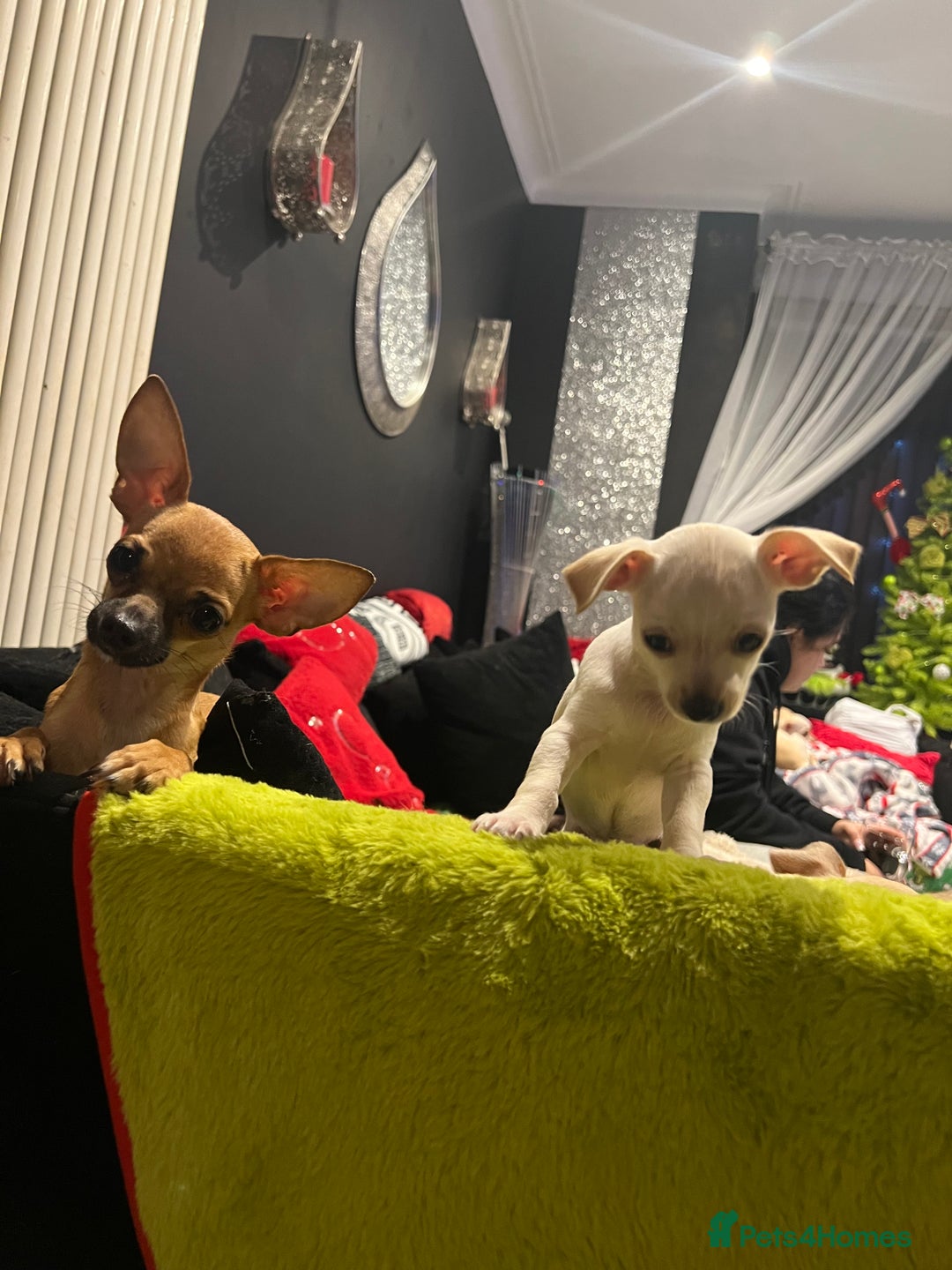 Chihuahua dogs for sale: Beautiful short hair chihuahua  - Advert 9