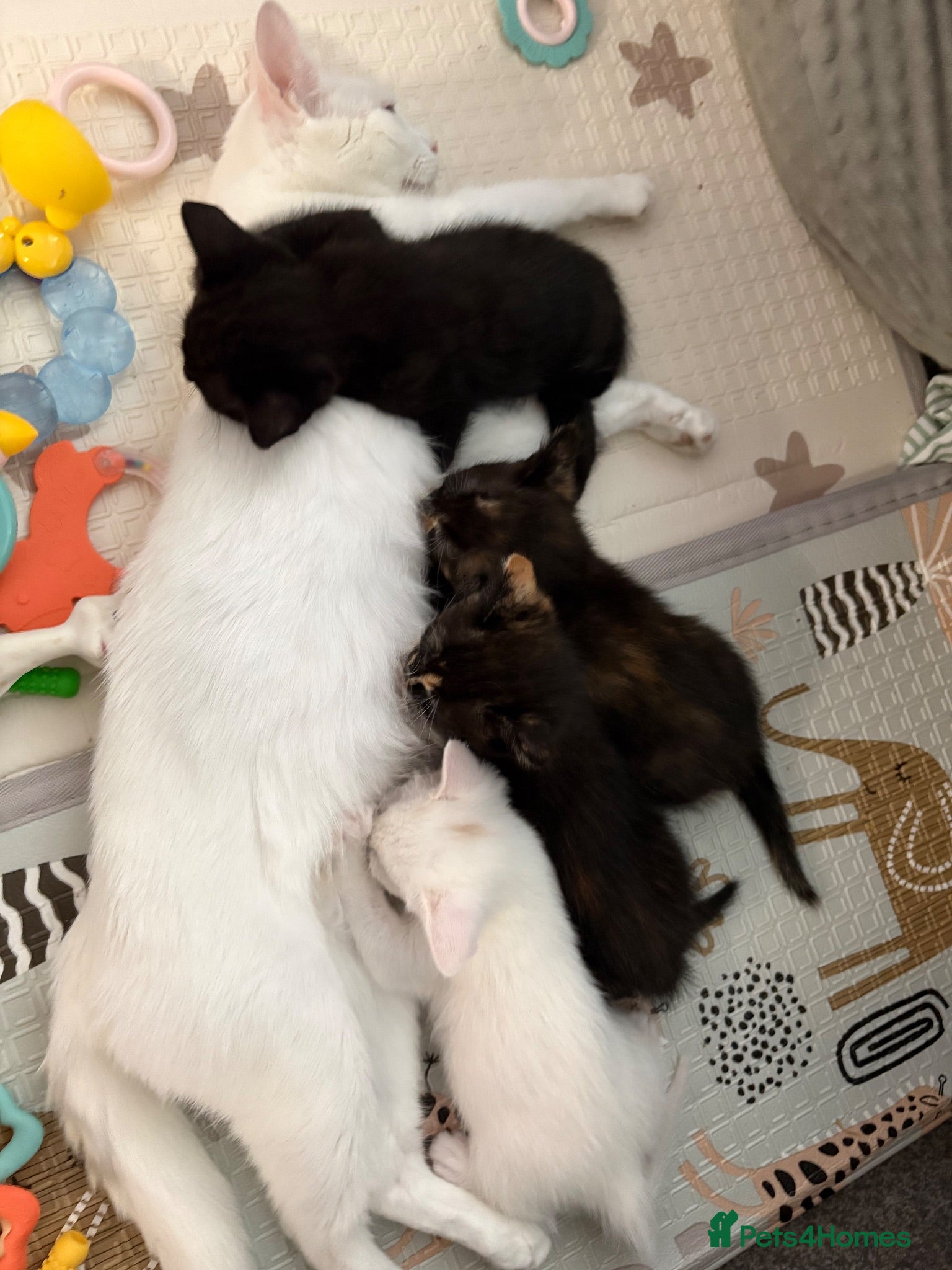 Mixed Breed cats 4 kittens for sale  - Advert 1