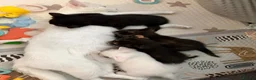 Mixed Breed cats for sale: 4 kittens for sale  - Advert 1