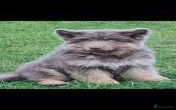 German Shepherd dogs for sale: ⭐️Chunky kc reg GSD pups ⭐️  - Image 2