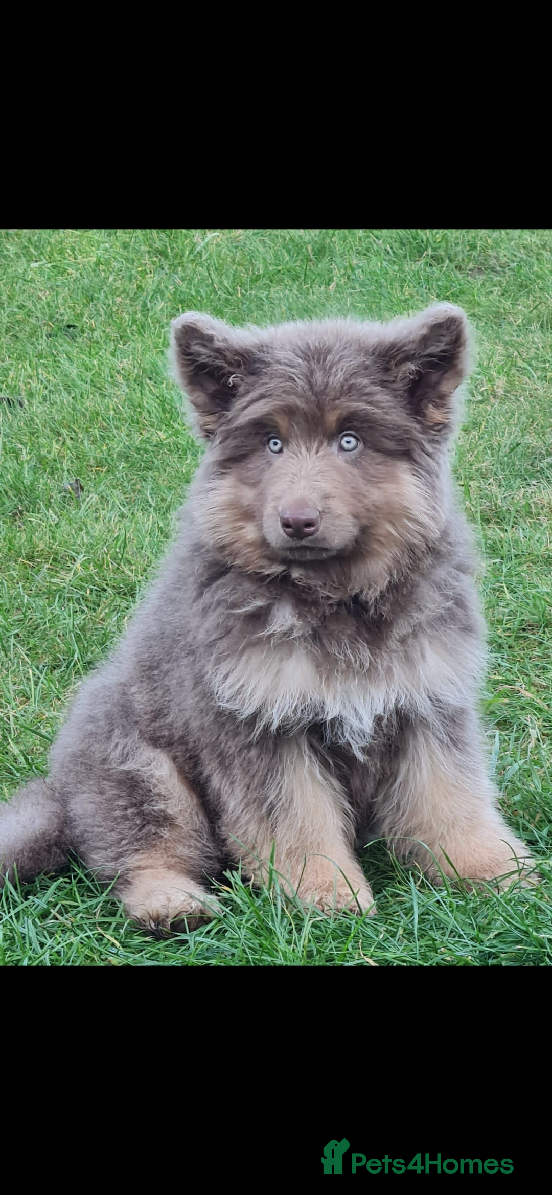 German Shepherd dogs for sale: ⭐️Chunky kc reg GSD pups ⭐️  - Image 2