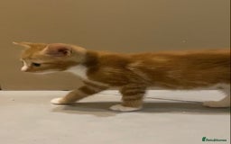 British Shorthair cats for sale: 6 kittens mixture of colours, bred from house cat  - Image 14