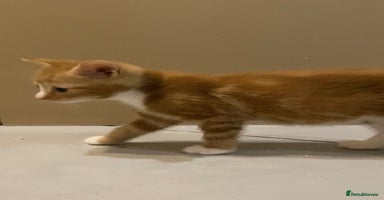 British Shorthair cats - Advert 4