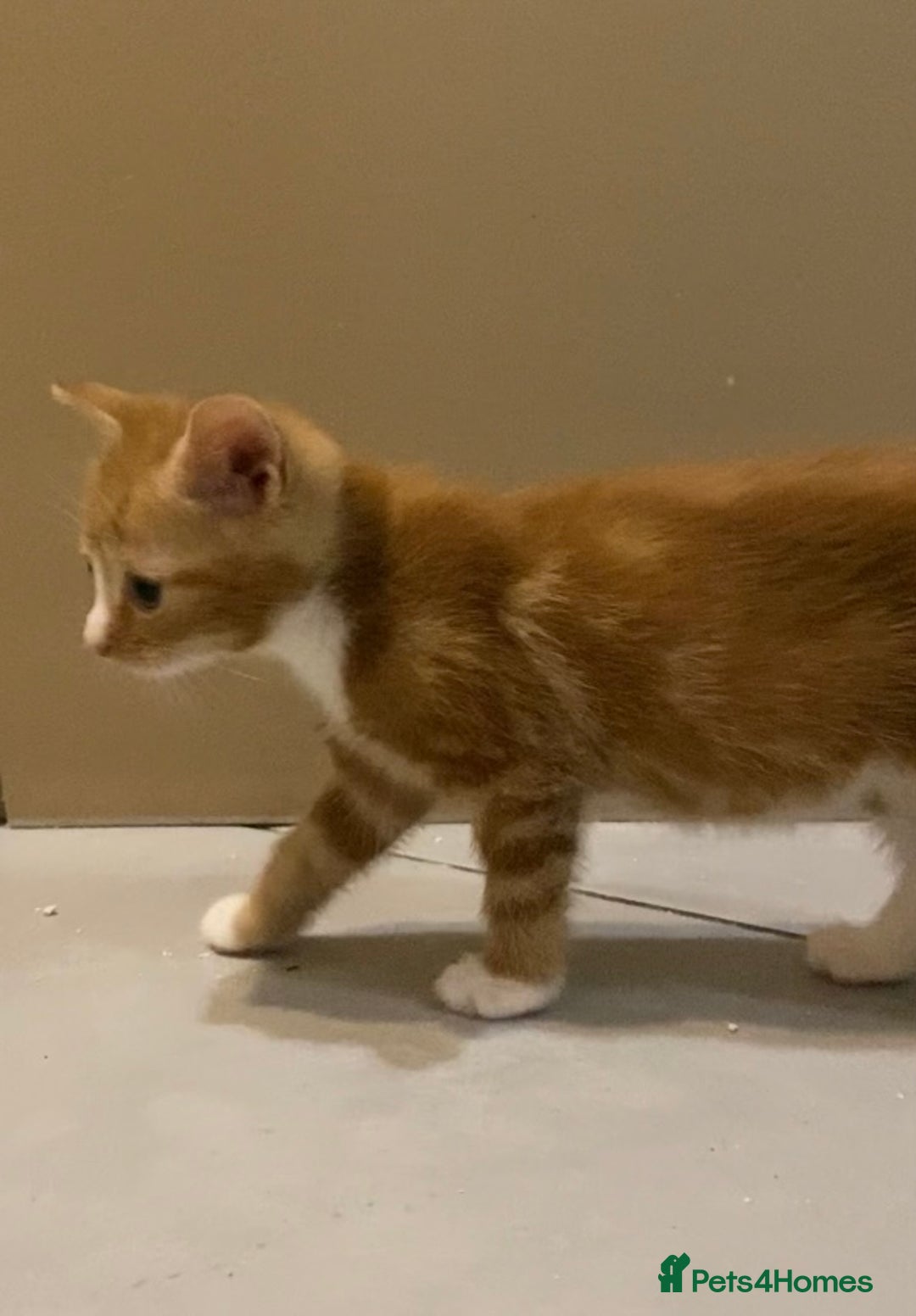 British Shorthair cats for sale: 6 kittens mixture of colours, bred from house cat  - Image 14