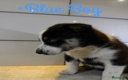 Siberian Husky dogs for sale: Husky Puppies 🩵🩷 - Image 8