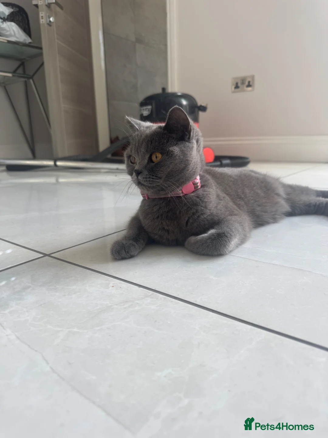 British Shorthair cats for sale: BSH cross Moggy - Advert 2