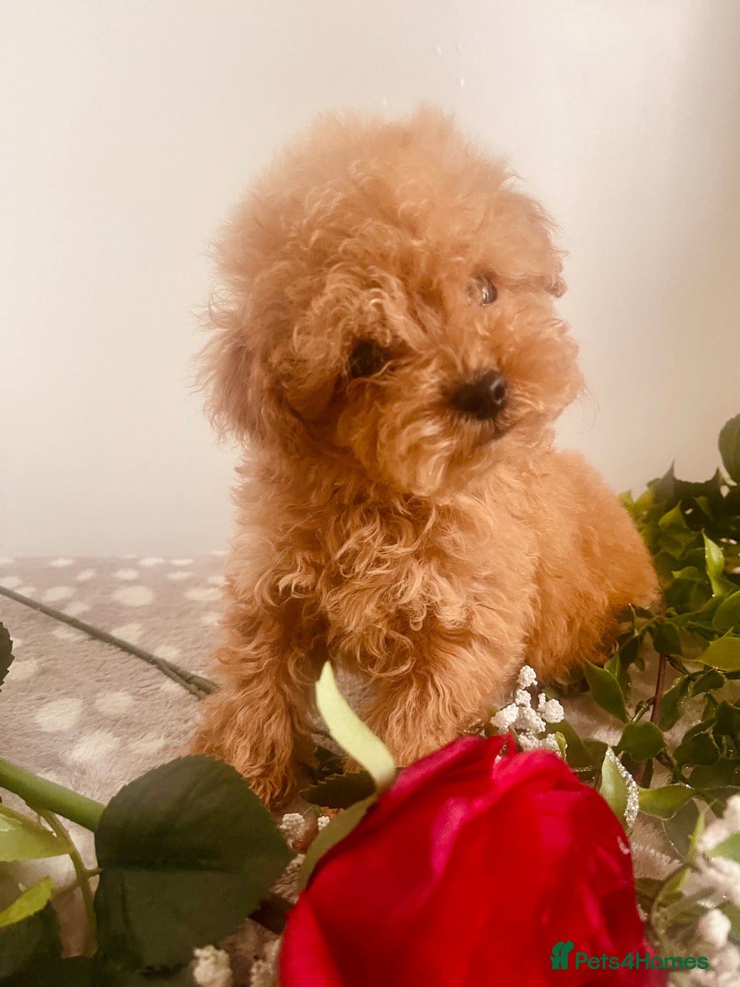 Maltipoo dogs for sale: 🐾 Two F1 Toy Maltipoo Boys Available 🐾 - Advert 1