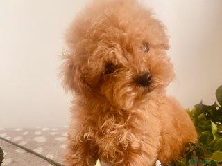 Maltipoo dogs 🐾 Two F1 Toy Maltipoo Boys Available 🐾 - Advert 2