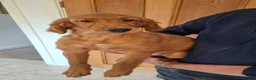 Mixed Breed dogs for sale: Golden irish puppies, last boy !! - Advert 4