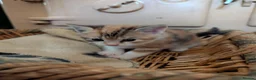 Mixed Breed cats for sale: Kittens from loving country cottage home - Advert 15