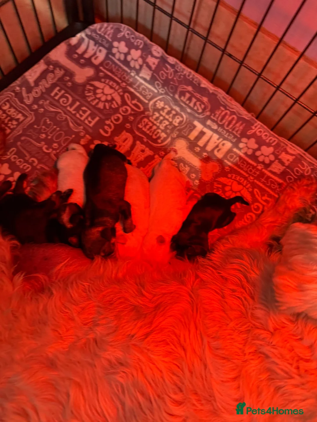 Miniature Schnauzer dogs for sale: Beautiful miniature schnauzers - Advert 4