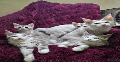 Maine Coon cats - Advert 5