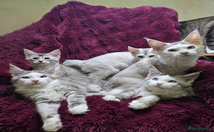 Maine Coon cats - Advert 5