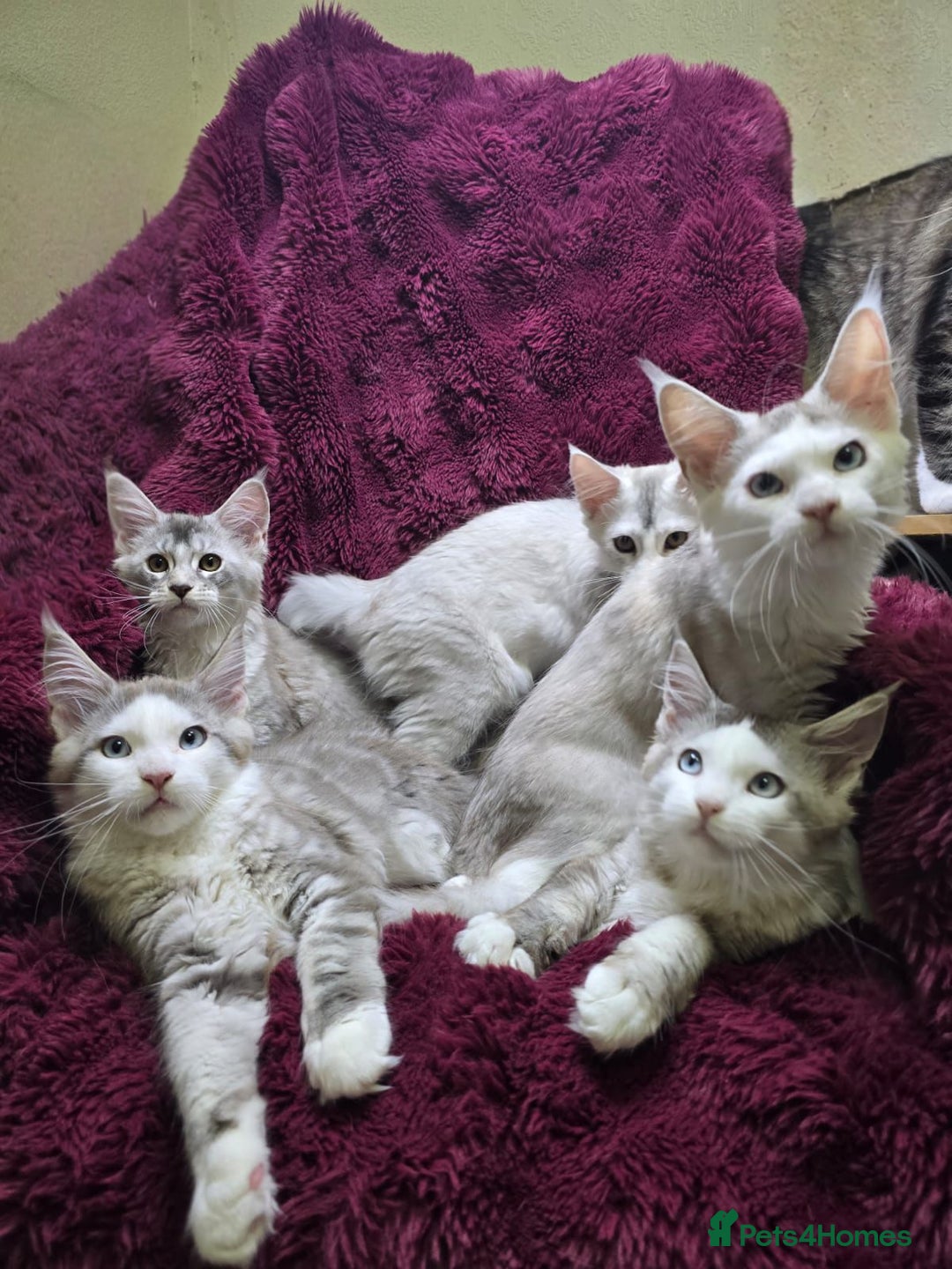 Maine Coon cats for sale: Pure Maine Coon kittens / blue eyed  - Image 1