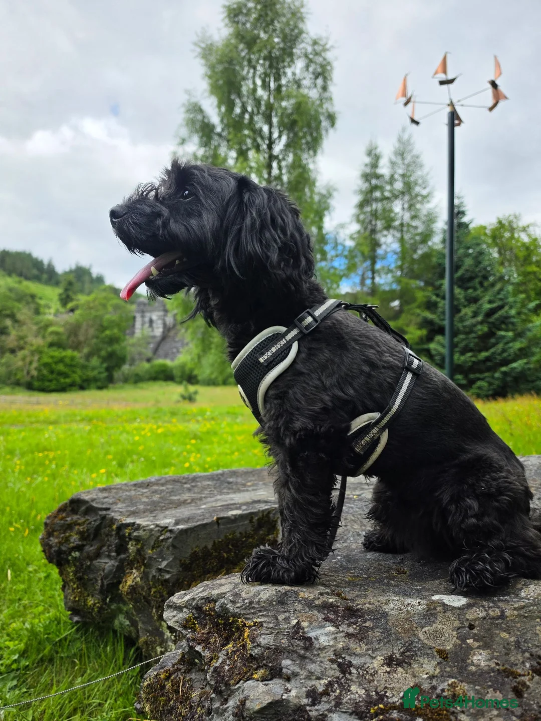 Cockapoo dogs for sale: Cockapoo Cross Terrier 2 year old male in Telford - Advert 1