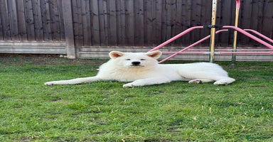 Japanese Akita Inu dogs in Northampton - Advert 8