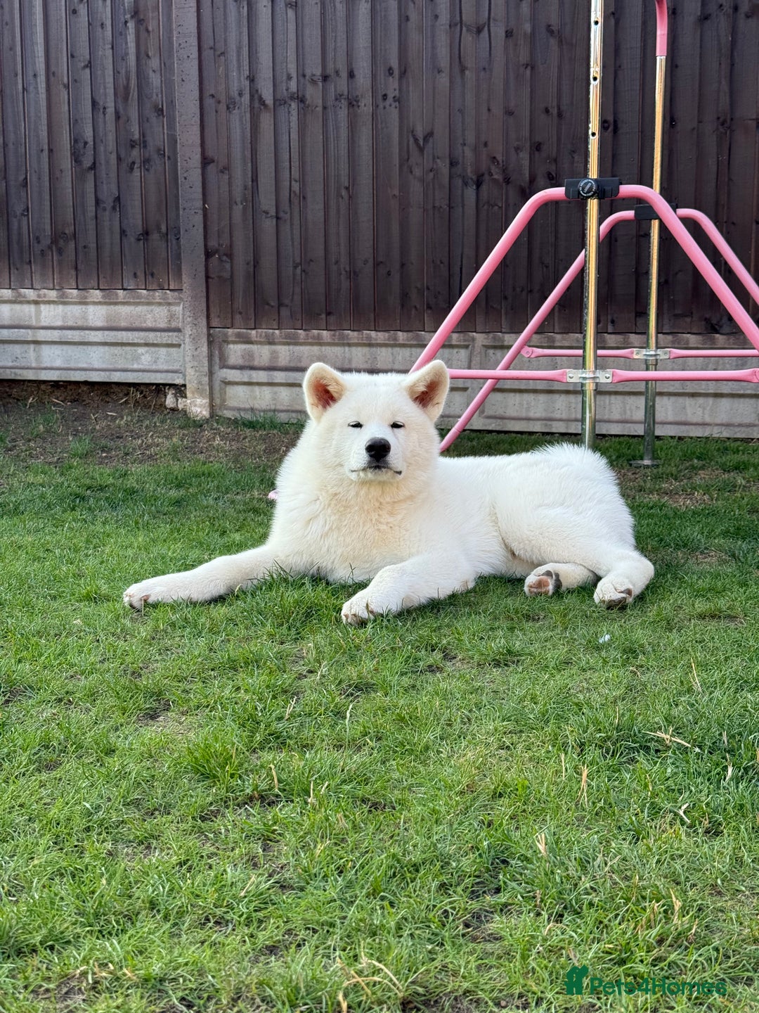 Japanese Akita Inu dogs for sale: Lovely white boy is looking for 5 ⭐ home!  in Northampton - Image 2