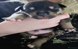 Mixed Breed dogs for sale: Heinz Pups for Sale  - Image 5