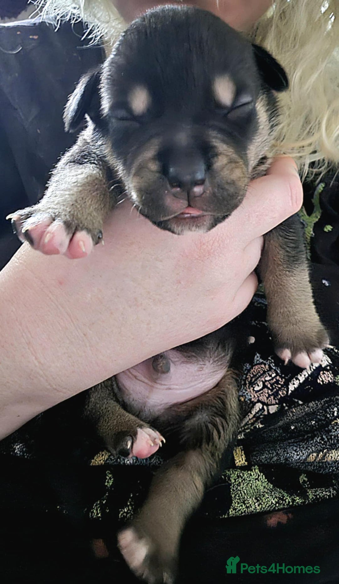 Mixed Breed dogs for sale: Heinz Pups for Sale  - Image 5