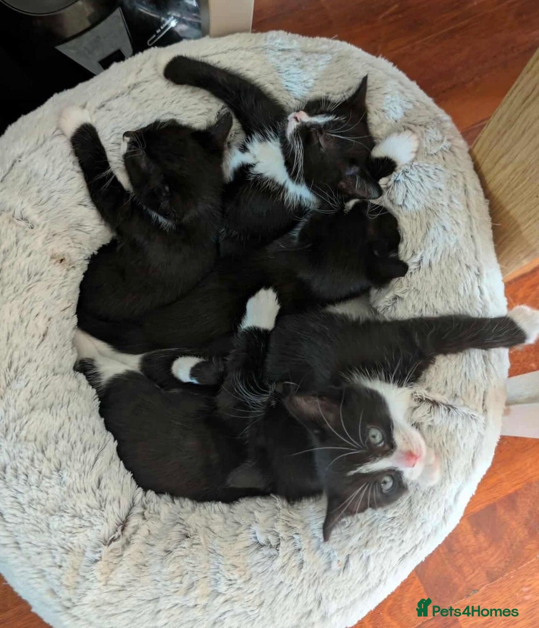 Mixed Breed cats for sale: Young kittens looking for loving homes - Advert 5
