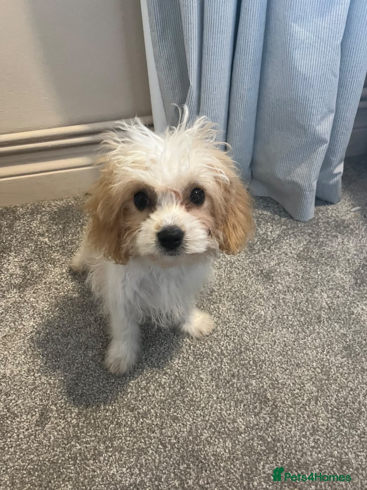 Cavachon dogs 🐾💕 LAST GIRL REMAINING! 💕🐾 REDUCED - Advert 1