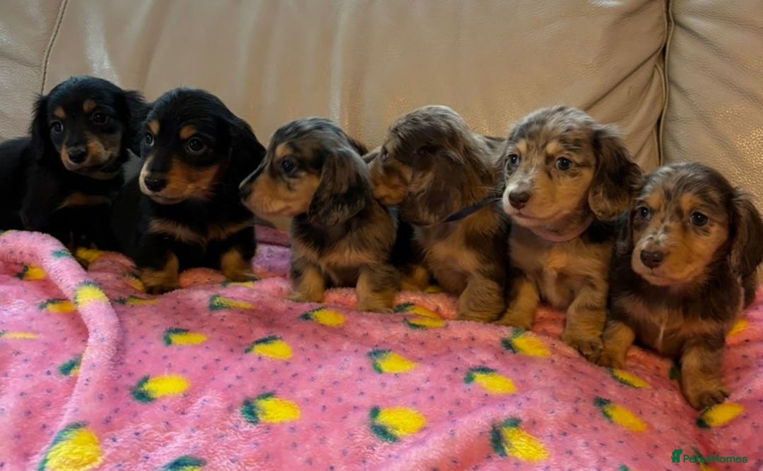 Dachshund dogs for sale: Dachshund long haired miniature - Image 19