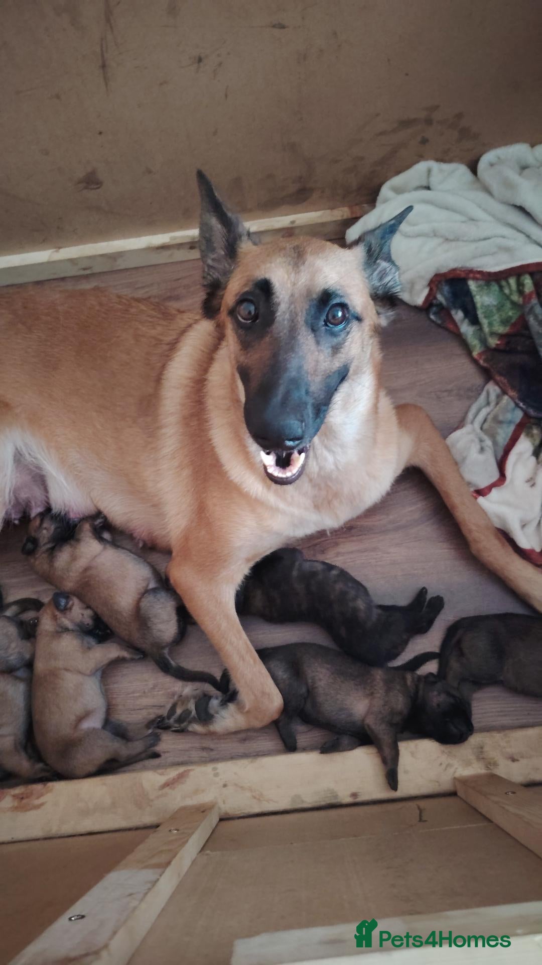 Belgian Shepherd Dog dogs Belgian malinois x Dutch herder - Advert 1