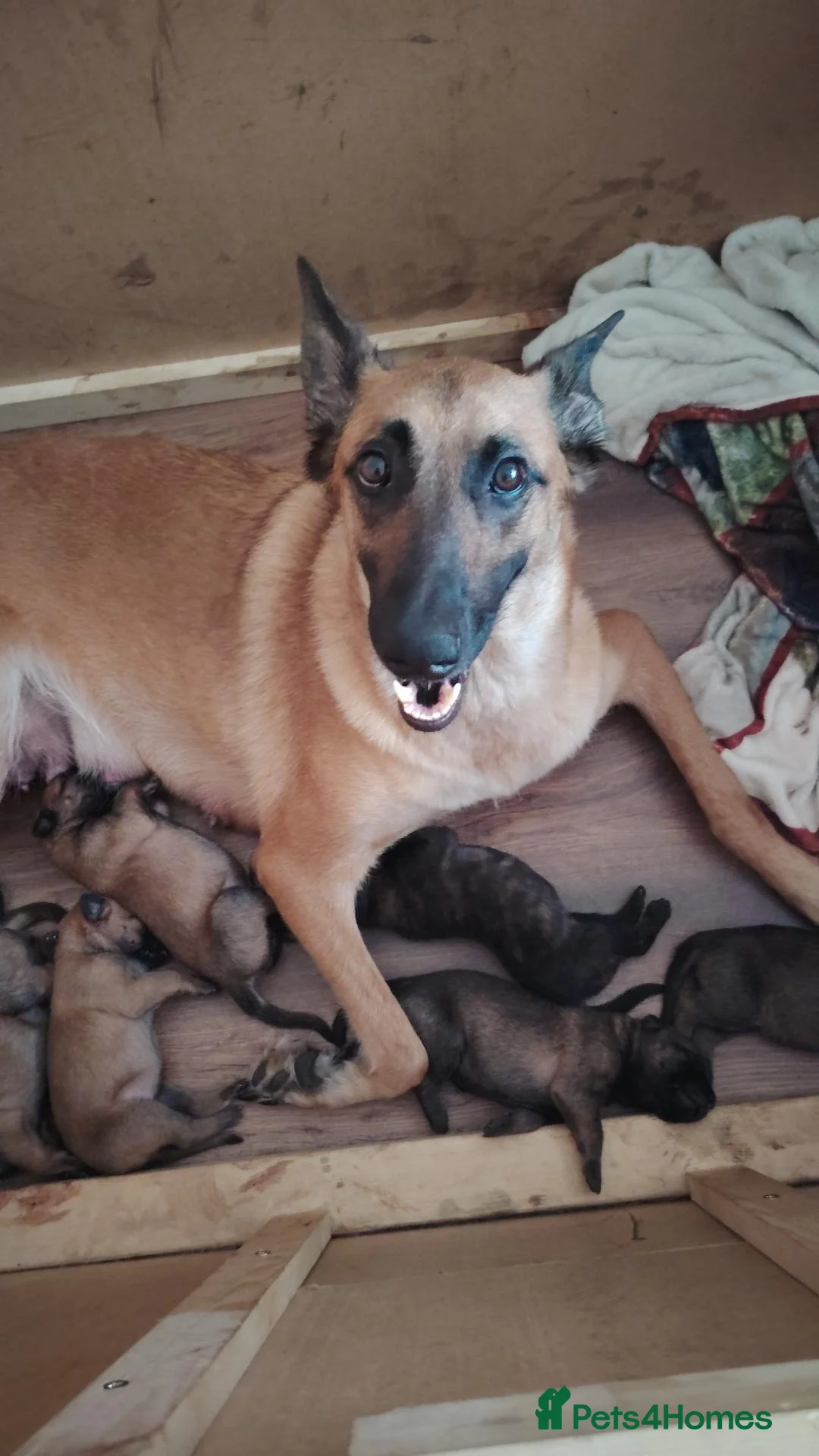 Belgian Shepherd Dog dogs for sale: Belgian malinois x Dutch herder - Advert 1
