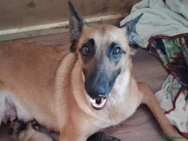 Belgian Shepherd Dog dogs Belgian malinois x Dutch herder - Advert 1
