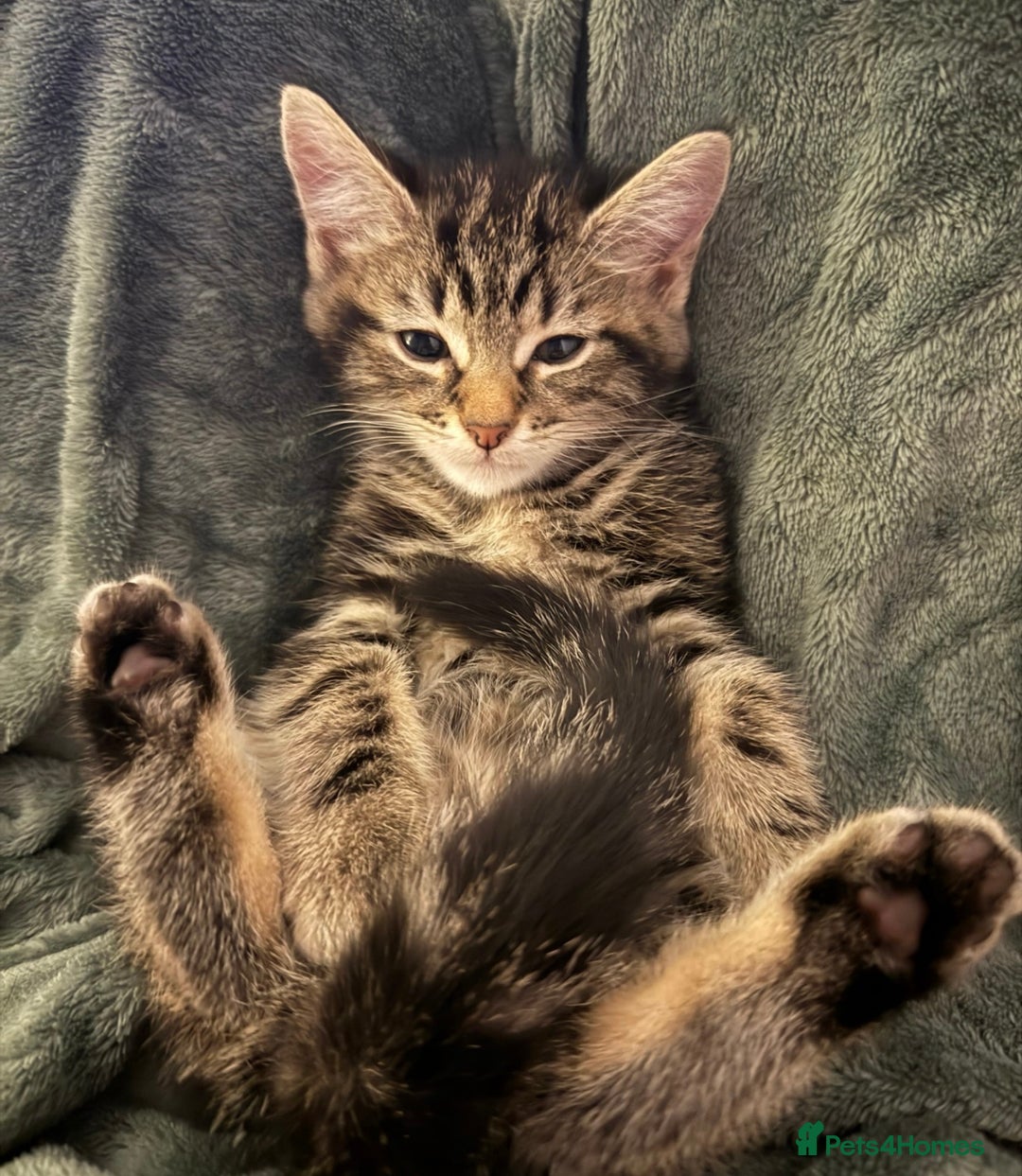 Mixed Breed cats for sale: One male available  - Image 2