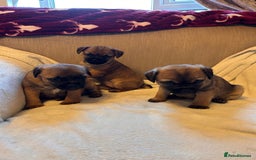 Border Terrier dogs for sale: Border terrier puppies for sale  - Image 13
