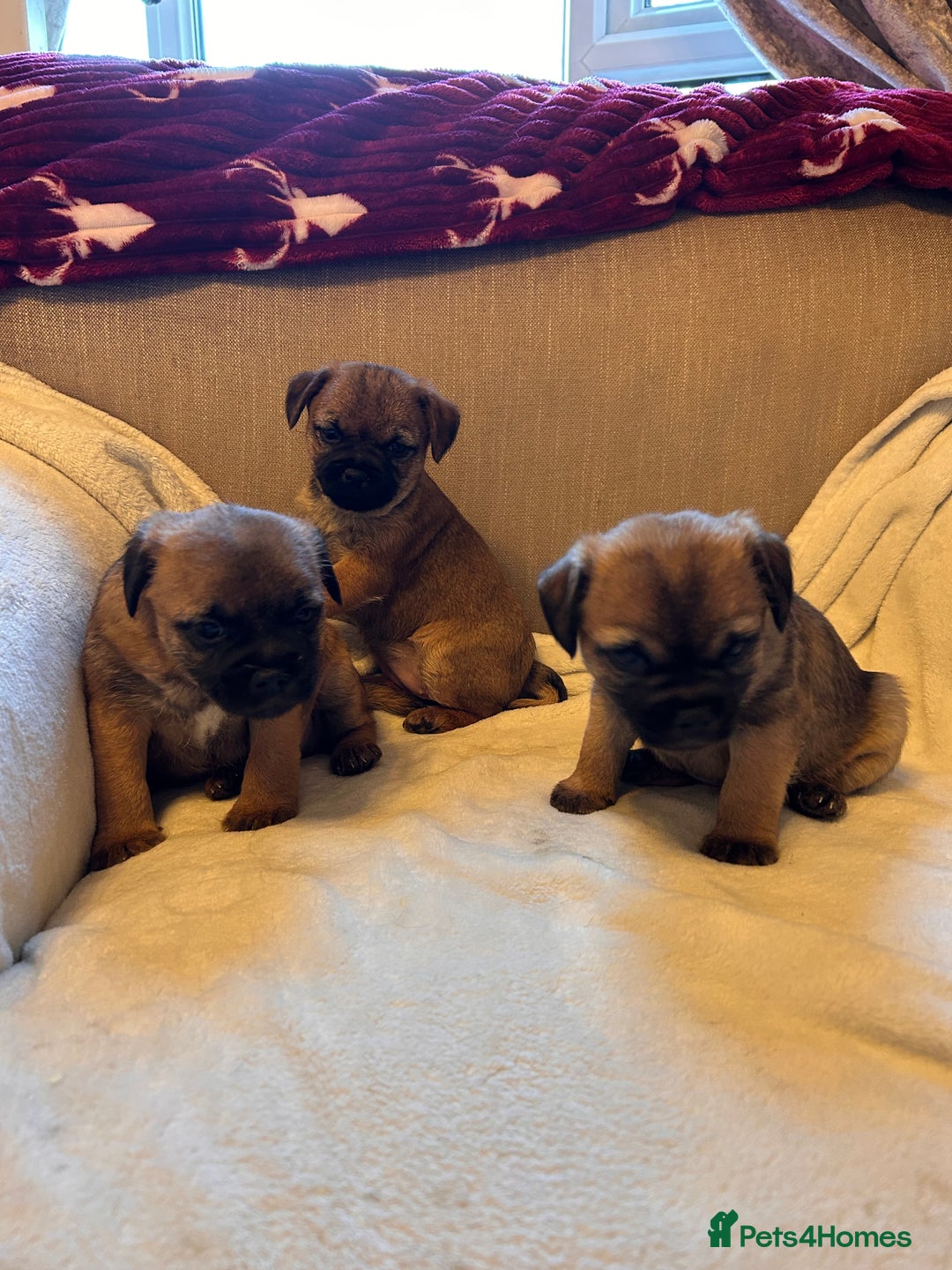 Border Terrier dogs for sale: Border terrier puppies for sale  - Image 13