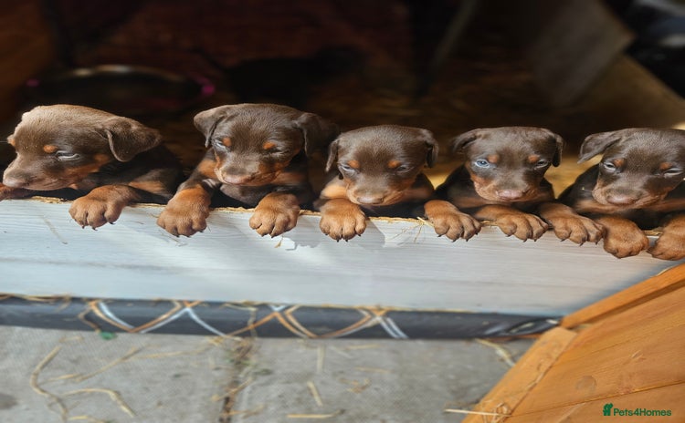 Dobermann dogs - Advert 2