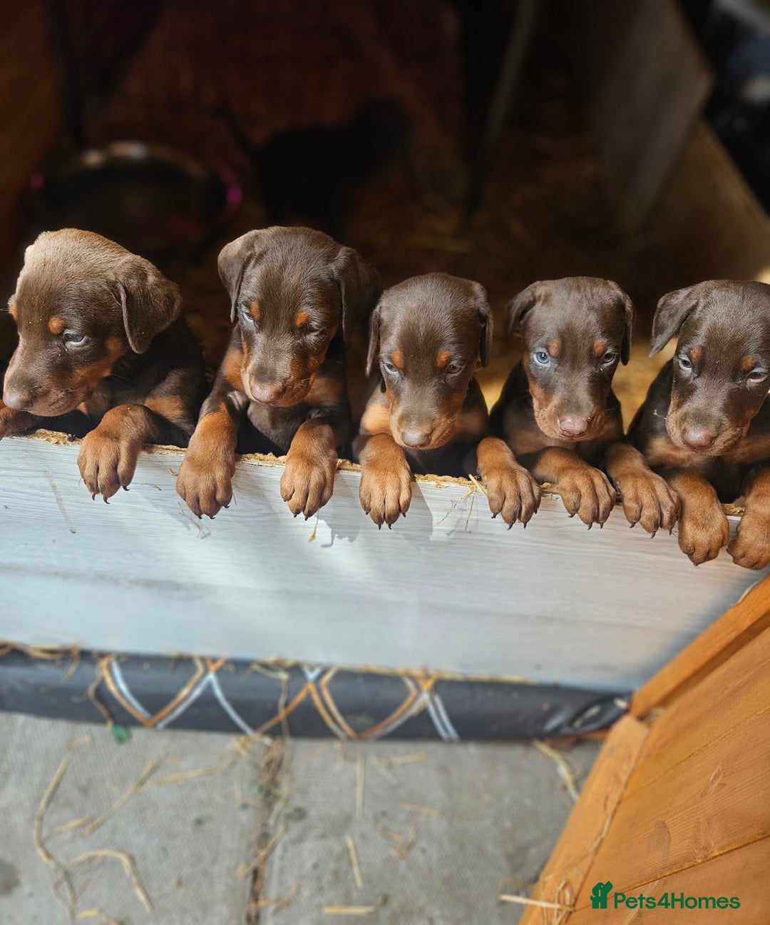 Dobermann dogs for sale: Elite Class World Champion Pedigree Pups KC'D - Image 24