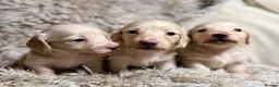 Miniature Dachshund dogs for sale: KC Longhaired Cream Miniature Dachshund Puppies - Advert 12