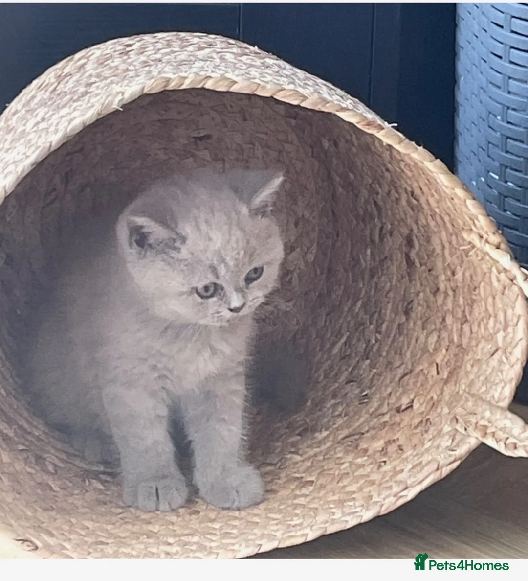 British Shorthair cats for sale: GCCF Champion British Shorthair kitten - Advert 1