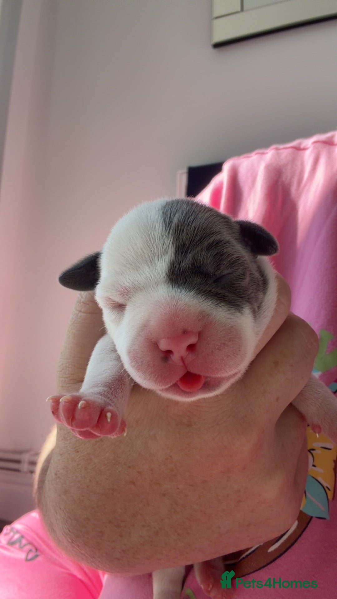 Staffordshire Bull Terrier dogs for sale: Staffordshire bull terrier - Advert 3