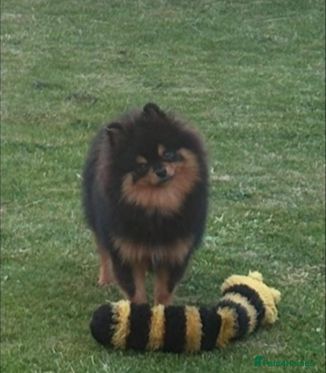 Pomeranian dogs for stud: Prince available for stud services  - Advert 10