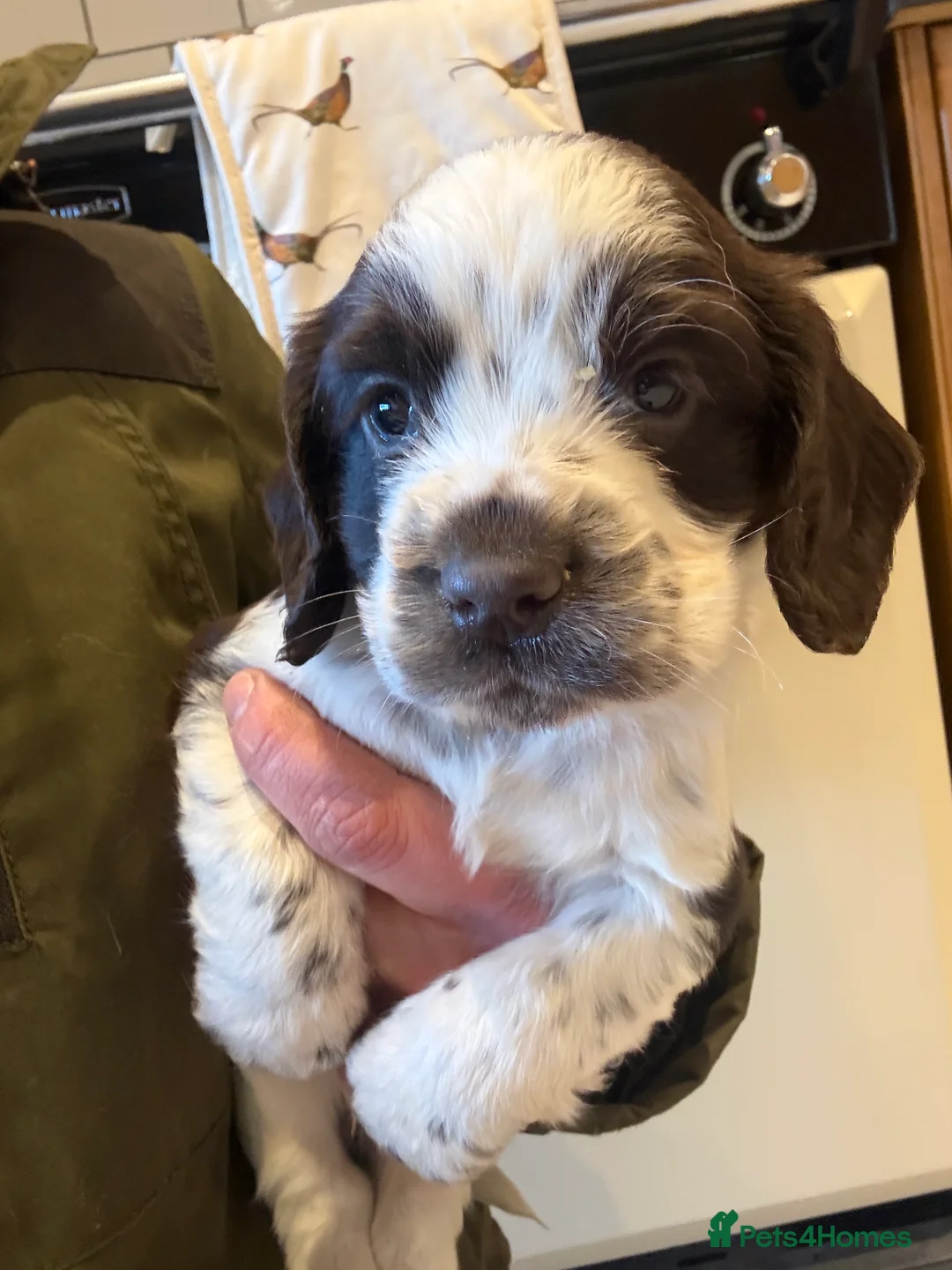 Cocker Spaniel dogs for sale: Gorgeous KC reg, working cocker spaniel pups  - Advert 13