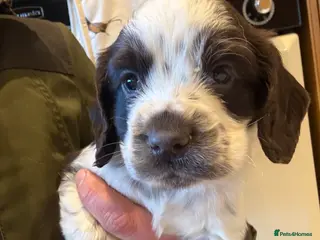 Cocker Spaniel dogs Gorgeous KC reg, working cocker spaniel pups - Advert 3