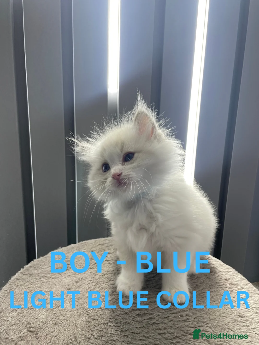 Ragdoll cats for sale: 4 lovely Blue Lynx Bicolour Ragdolls Kittens - Advert 7