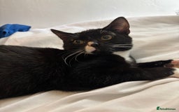 Domestic Shorthair cats for sale: 3 kittens for sale - Image 7