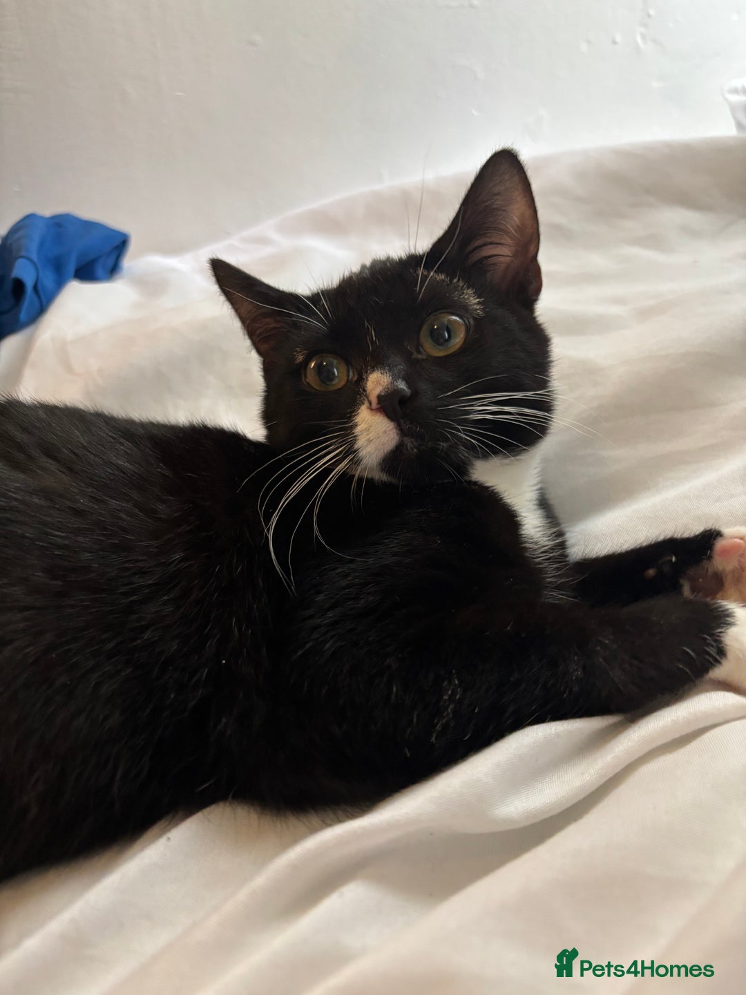 Domestic Shorthair cats for sale: 3 kittens for sale - Image 7