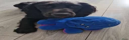 Sprocker dogs for sale: Otto Black Sprocker in Dunmow - Advert 2