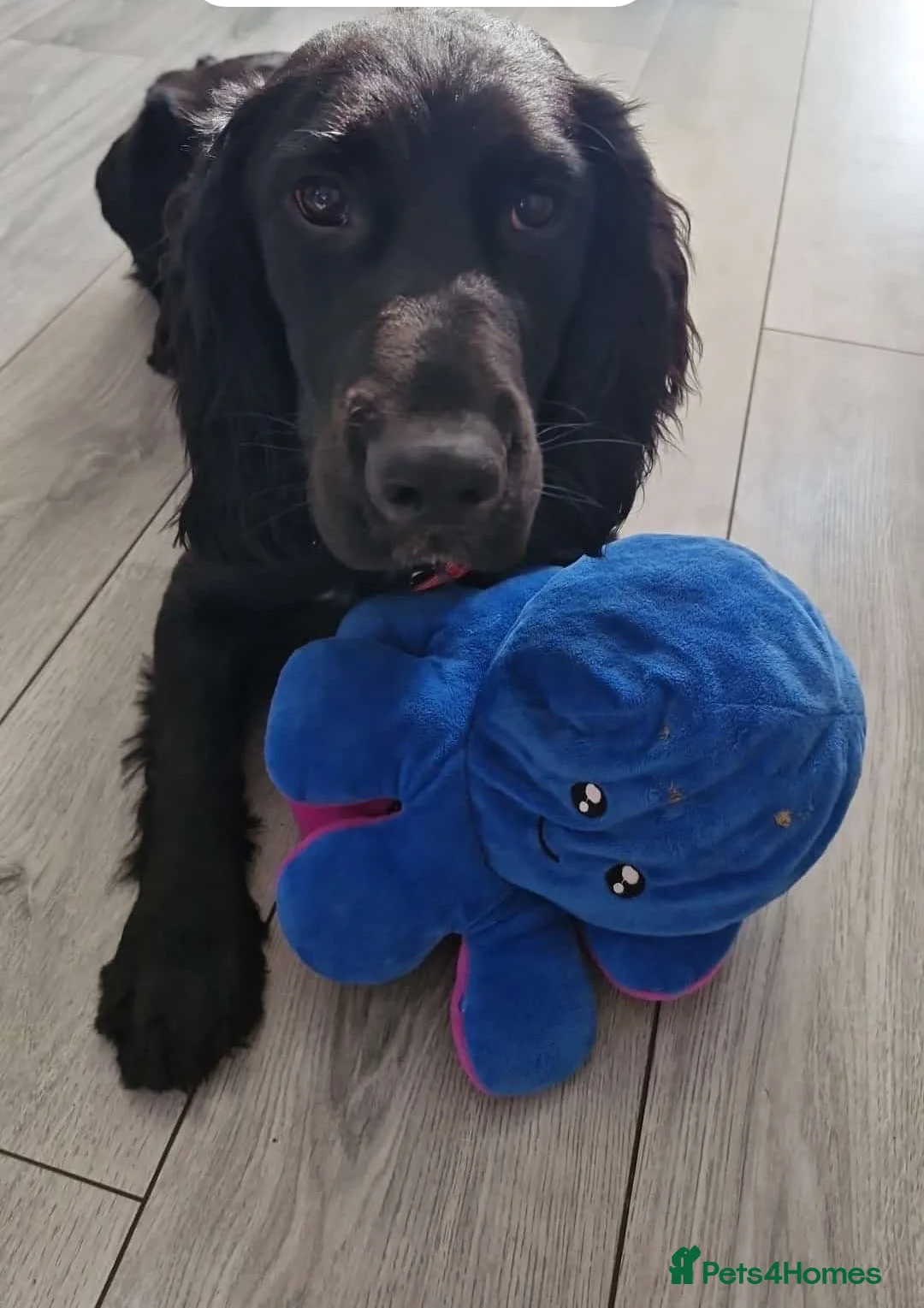 Sprocker dogs for sale: Otto Black Sprocker in Dunmow - Advert 2