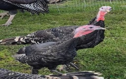 Turkeys poultry for sale: Standard Bronze Heritage breed female - Image 1