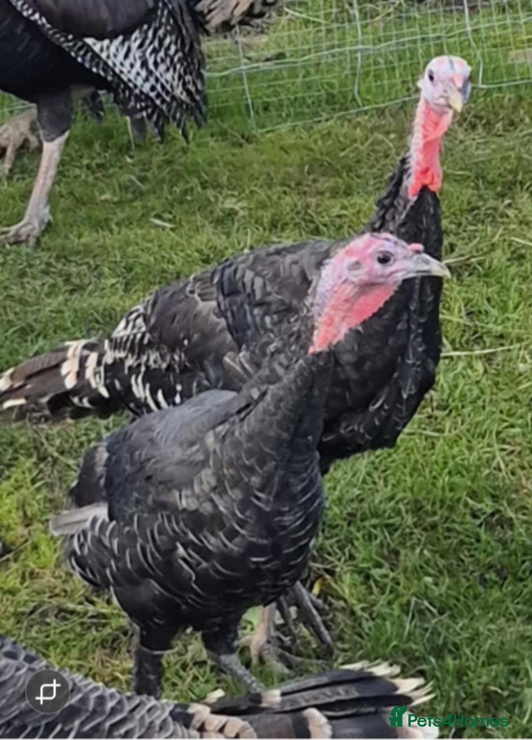 Turkeys poultry for sale: Standard Bronze Heritage breed female - Image 1