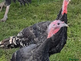 Turkeys poultry for sale - Advert 1